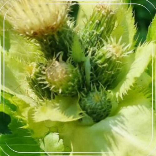 Planta „Cirsium oleraceum” intra în programul de ameliorare vegetală al BRGV