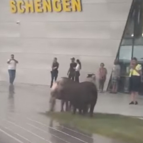 Porci filmați pe gazonul din fața noului Terminal Schengen al Aeroportului din Timișoara