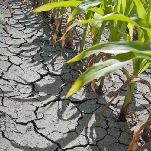 Seceta devastează culturile din Buzău: Obiectivul de modificare a legislației pentru despăgubiri