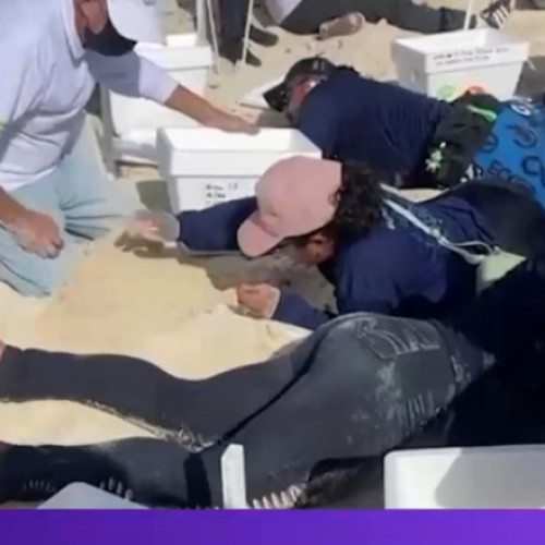 Salvarea ouălor de țestoasă din Cancun, înaintea sosirii uraganului Beryl