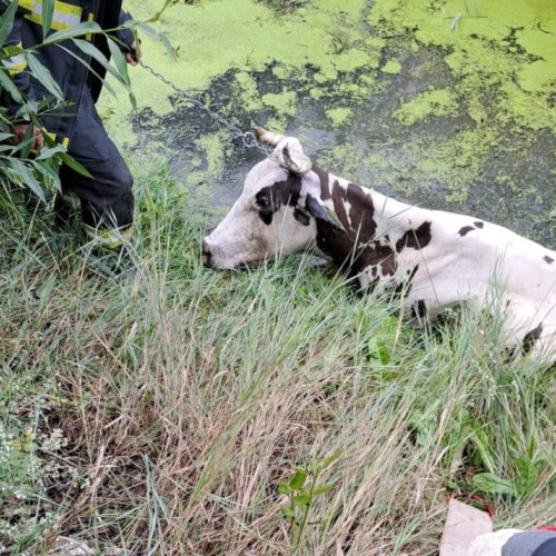 O bovină salvată de pompieri după ce a căzut în râul Miletin