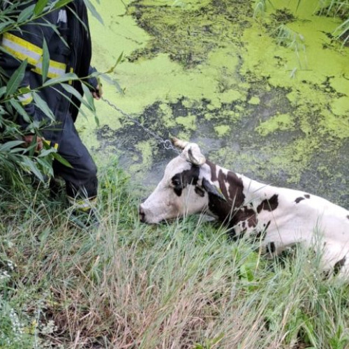 Vaca căzută în râul Miletin, salvată de pompieri la Prisăcani