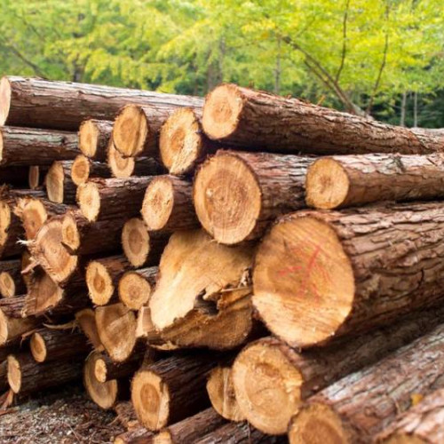 O societate comercială din Sâncrăieni, amendată pentru nerespectarea legislației silvice