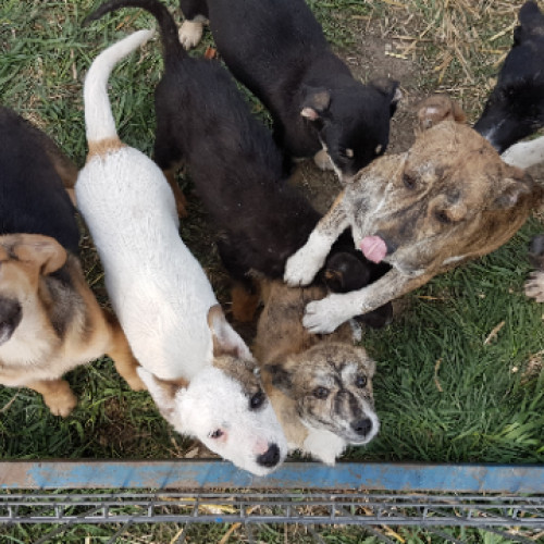 Numărul câinilor fără stăpân a crescut semnificativ în primăvara aceasta