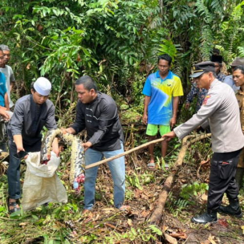 Barbat din Indonezia isi gaseste sotia inghitita de un piton urias