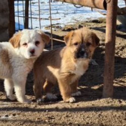 Noua lege privind întreținerea animalelor de companie în asociațiile de proprietari