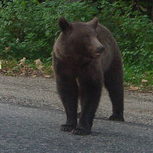 Bărbat atacat de urs în timp ce culegea ciuperci în Suceava