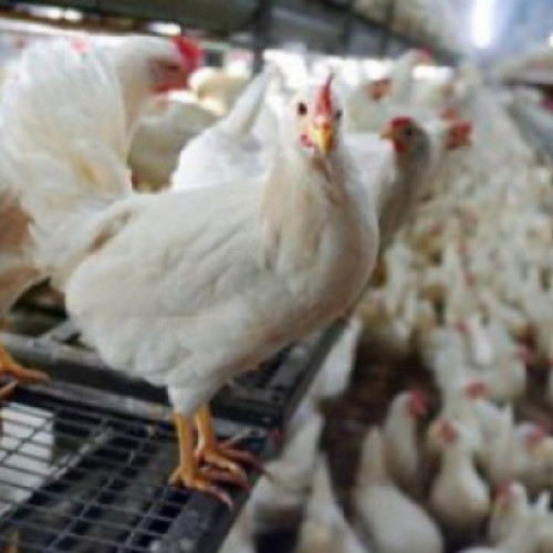 Ferma avicolă din Botoșani își reia temporar activitatea după decizia instanței