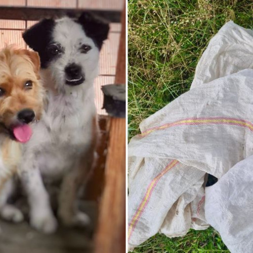 Doi câini abandonați în saci, găsiți la marginea municipiului Onești