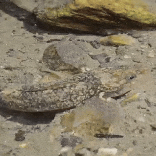 Aspretele, filmat pentru prima dată noaptea în habitatul său natural