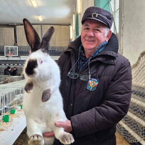 Un crescutor din Alba promovează iepurii „Uriașul de Transilvania”