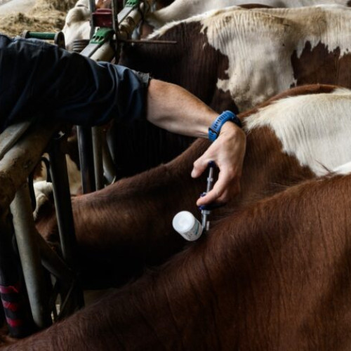 Beneficiarii pot depune deconturi online pentru bunăstarea animalelor până pe 2 februarie