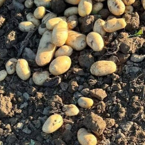 Legumicultorii au la dispoziție ajutoare pentru culturi în spații protejate