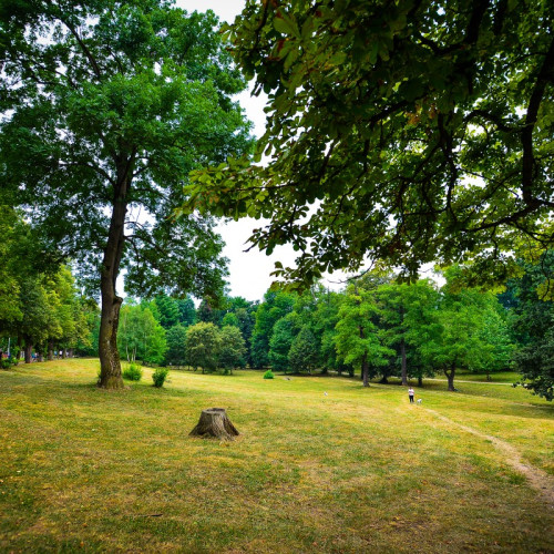 Primăria Sibiu înființează comisie pentru verificarea copacilor din Parcul Sub Arini