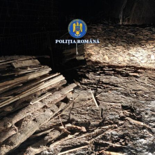 Transport ilegal de material lemnos, dejucat de polițiștii din Brăila