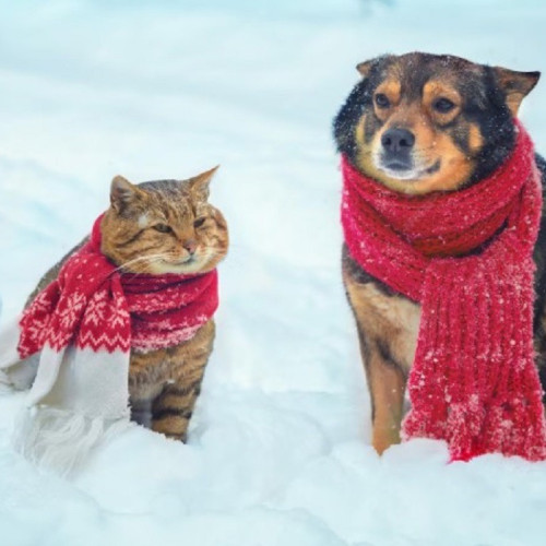 Măsuri esențiale pentru protecția animalelor de companie pe timpul iernii