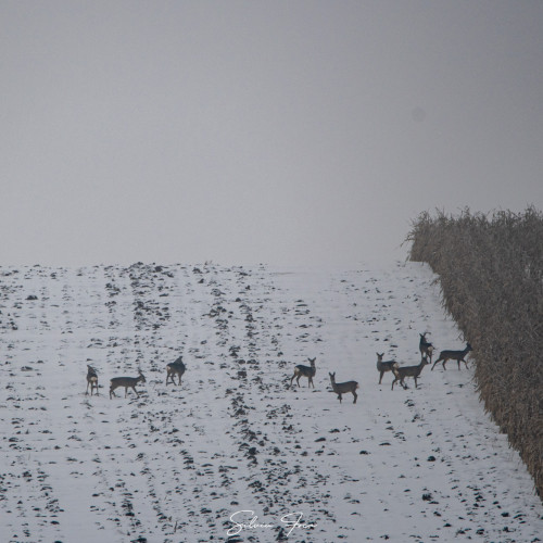Un grup de căprioare atrage atenția în județul Botoșani