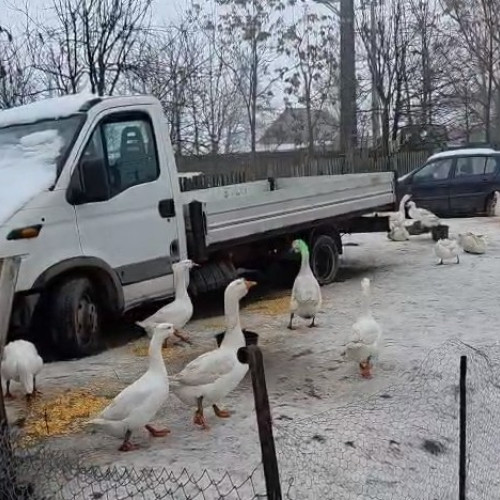 O familie din Botoșani crește gâște ilegal pe un drum național