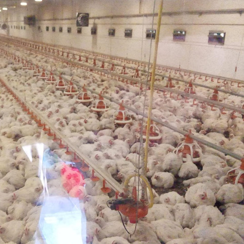 Trei ferme de păsări din Botoșani închise din cauza neconformităților