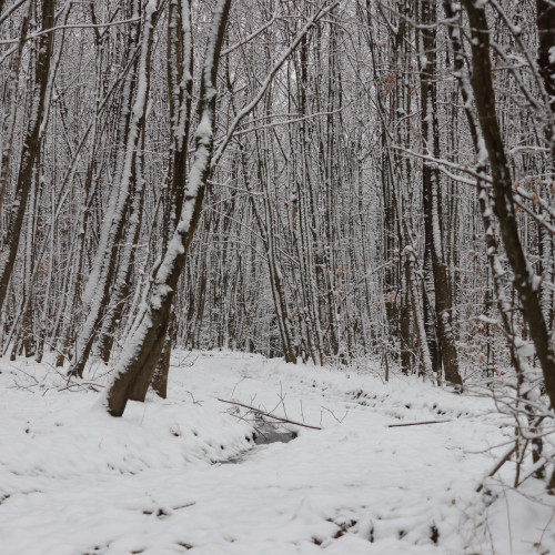 Un hectar de pădure din Botoșani, scos la vânzare prin licitație