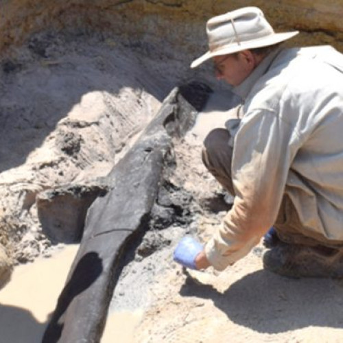 Descoperirea uneltelor din lemn de 430.000 de ani schimbă perspectiva asupra tehnologiei antice