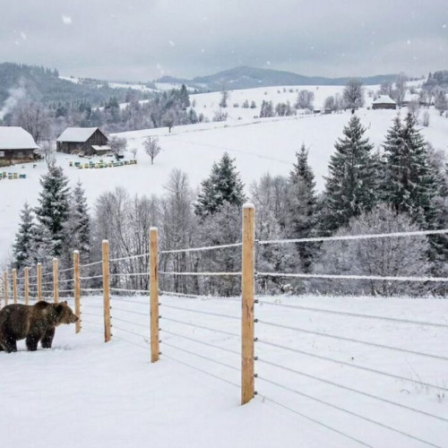 Garduri electrice pentru protejarea comunităților de urși
