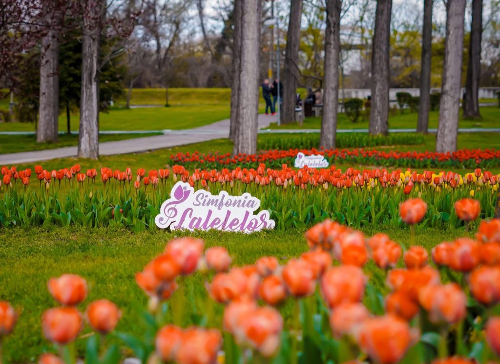 Simfonia Lalelelor revine la Pitești în 2026 cu a 50-a ediție