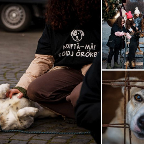 Câinii de la adăpost, captivi între ger și lipsa adopțiilor. Urban Locato scoate câinii la târg în Sfântu Gheorghe