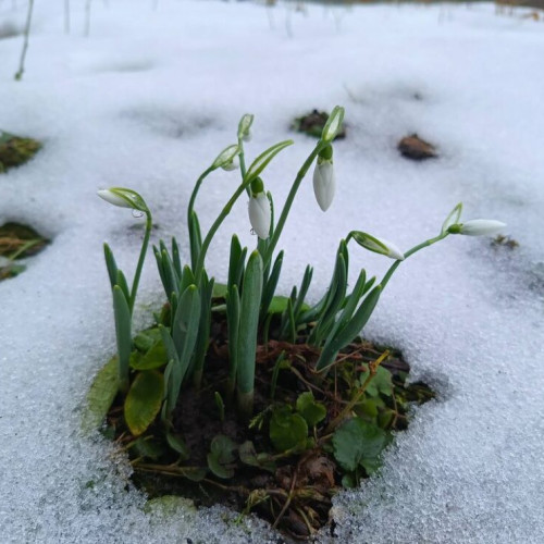 Ghioceii înfloresc mai devreme datorită vremii călduroase