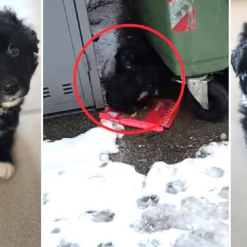 Poliția Vâlcea intensifică acțiunile împotriva abandonului animalelor