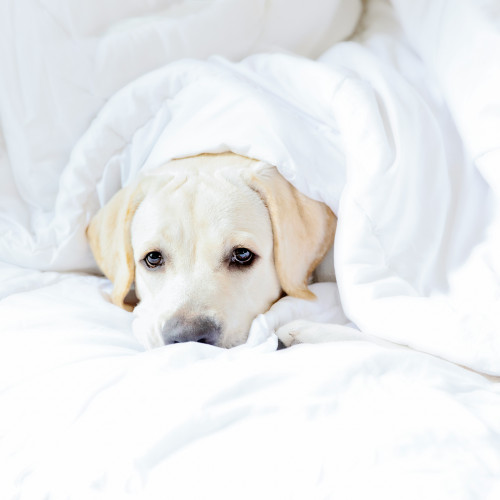 Stresul cronic devine o problemă majoră în viața modernă