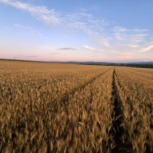 Creșterea prețului terenurilor arabile în Uniunea Europeană