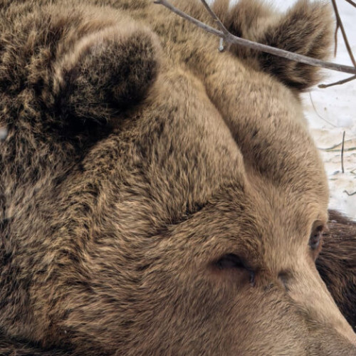 Cei cinci urși de la Zoo Brașov, sărbătoriți pe 1 februarie