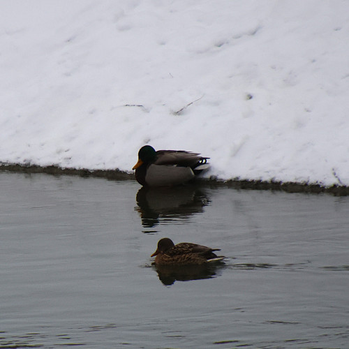 Comunitatea internațională celebrează Ziua Mondială a Zonelor Umede pe 2 februarie
