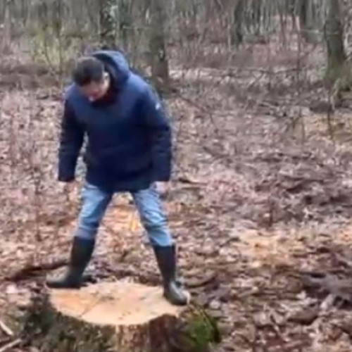 Două dosare penale deschise pentru tăieri ilegale de arbori la Băile Felix