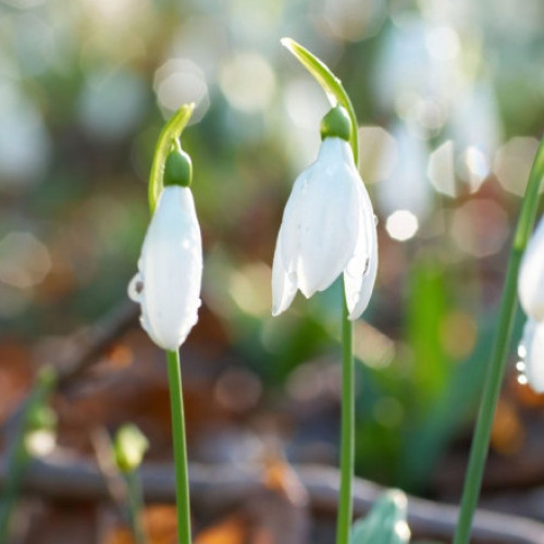 Primăvara anticipată: Vremea se încălzește după gerul din februarie