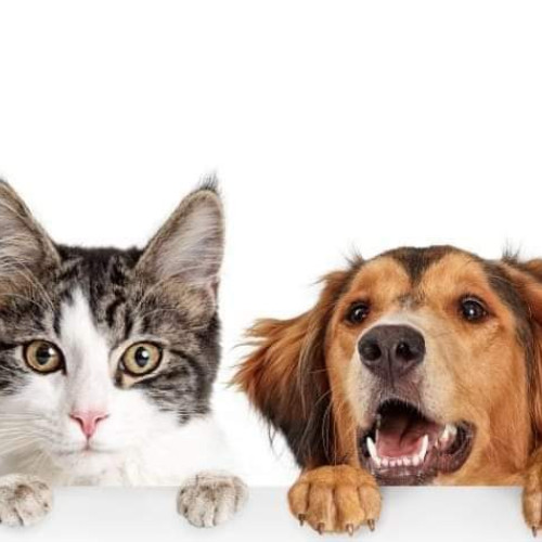 Campanie de sterilizare, microcipare și vaccinare pentru animale în Oinacu