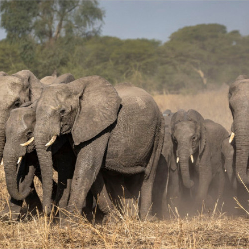 Conflict devastator între oameni și elefanți la granița Zambia-Malawi