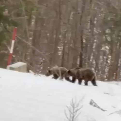 Turiști surprinși de o ursoaică și puii săi în Maramureș