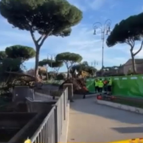 Turist român rănit grav la Roma după căderea unui pin istoric