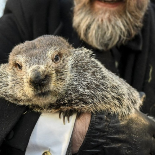 Predicția marmotei Punxsutawney Phil: Iarna mai durează șase săptămâni