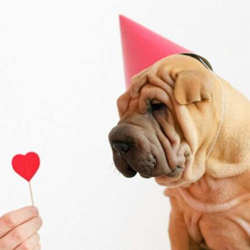 Eveniment caritabil Music Bingo pentru sprijinirea animalelor salvate