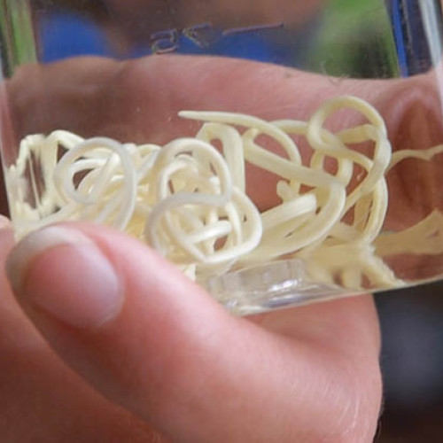 Boala viermelui de Guineea aproape de eradicare globală