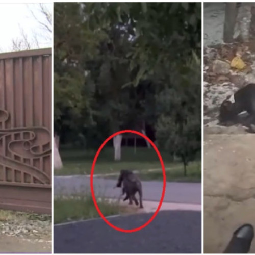 Localnicii din Mândruloc, Arad, terorizați de câinii unui vecin