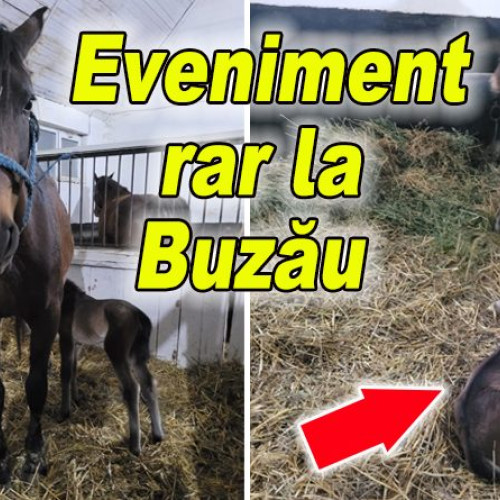 Două mânze sănătoase născute la Herghelia Rușețu, o raritate veselă