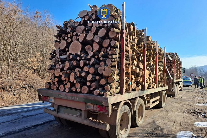 Transporturi ilegale de lemn depistate în județul Covasna