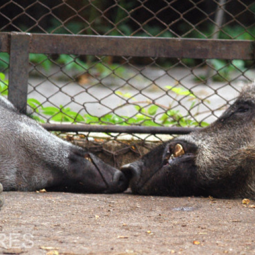 Caz de pestă porcină africană confirmat în Borsec