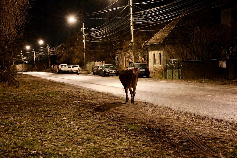 Măgar rătăcit provoacă panică pe străzile din Sfântu Gheorghe