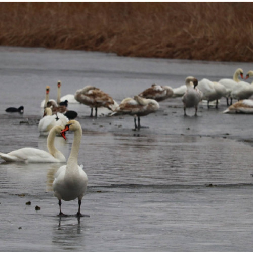 Virusul H5N1 descoperit la lebedele din Bârlad
