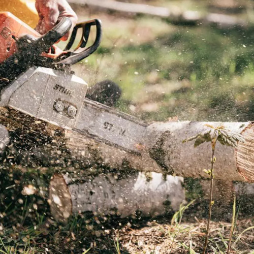 Peste 25.000 de lei în amenzi pentru afaceri ilegale cu lemn